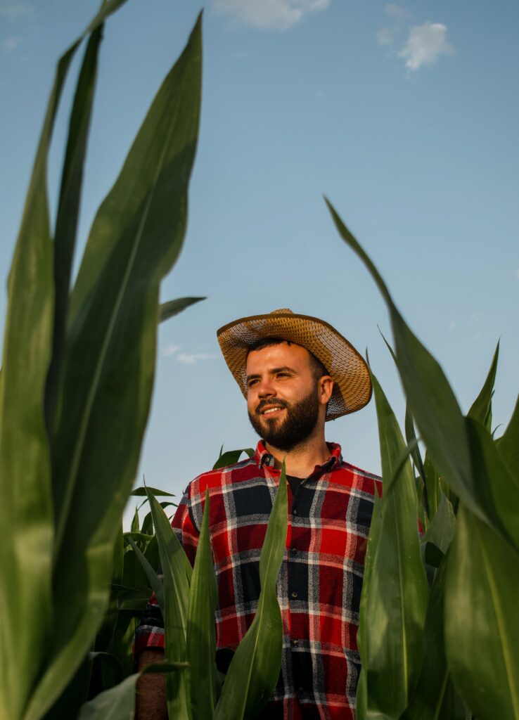 Lancaster farmer working in a cornfield on his local family farm. 